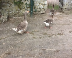 Goose gang